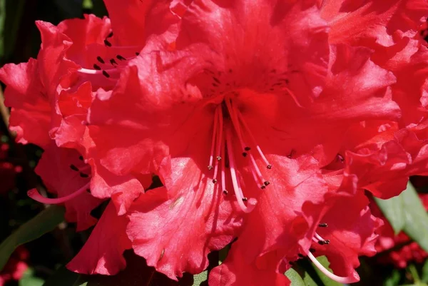 Primer Plano Flor Roja Rododendro Floreciendo Primavera Foto Alta Calidad —  Fotos de Stock
