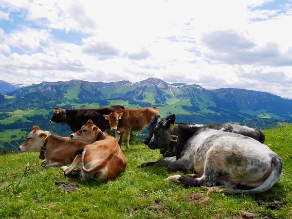 Krowy Austriackich Alpach Bregenzerwald Vorarlberg Austria Wysokiej Jakości Zdjęcie — Zdjęcie stockowe