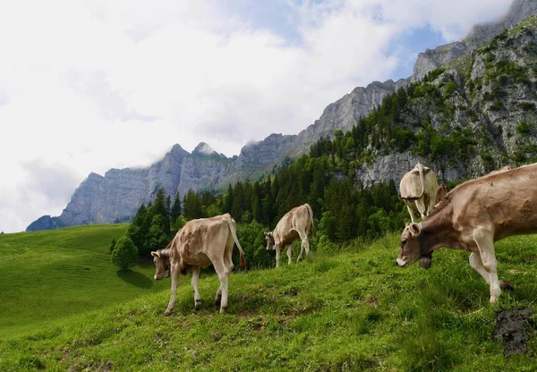 Cows Swiss Alps Churfirsten Gallen Switzerland High Quality Photo — Stock Photo, Image