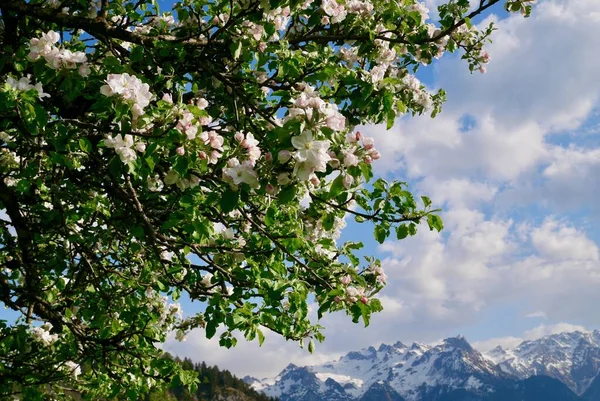 Blühender Apfelbaum Den Österreichischen Alpen Vorarlberg Österreich Hochwertiges Foto — Stockfoto