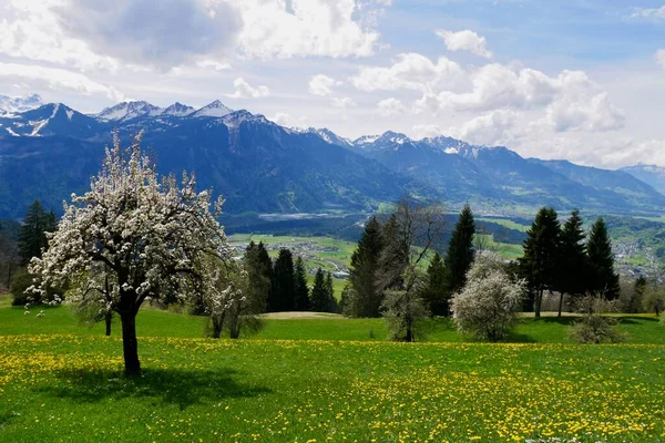 Цветущие Яблони Австрийских Альпах Форарльберг Австрия Высокое Качество Фото — стоковое фото