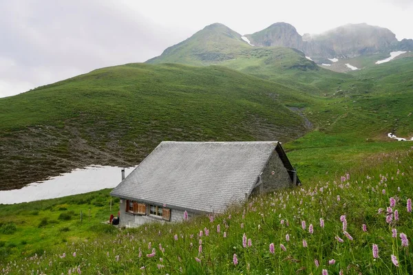 Berghut Midden Van Bloemenweide Flumser Kleinberg Gallen Zwitserland Hoge Kwaliteit — Stockfoto