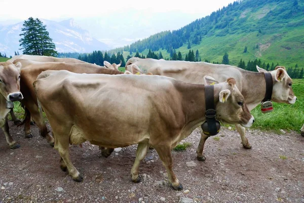 Krowy Alpach Szwajcarskich Flumser Kleinberg Gallen Szwajcaria Wysokiej Jakości Zdjęcie — Zdjęcie stockowe