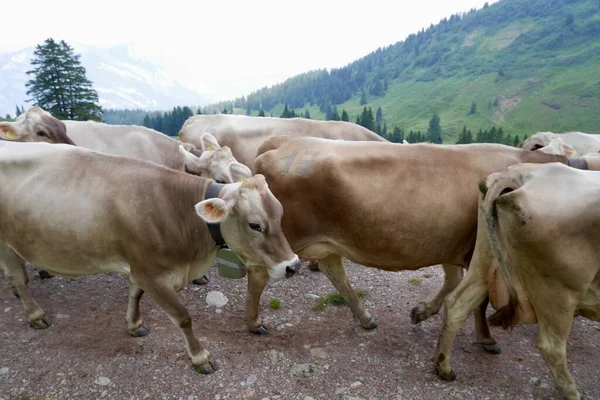 Krowy Alpach Szwajcarskich Flumser Kleinberg Gallen Szwajcaria Wysokiej Jakości Zdjęcie — Zdjęcie stockowe
