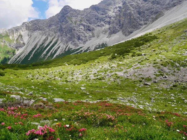 Alpenrosen Nenzinger Himmel Mit Panüler Hintergrund Vorarlberg Österreich Hochwertiges Foto — Stockfoto