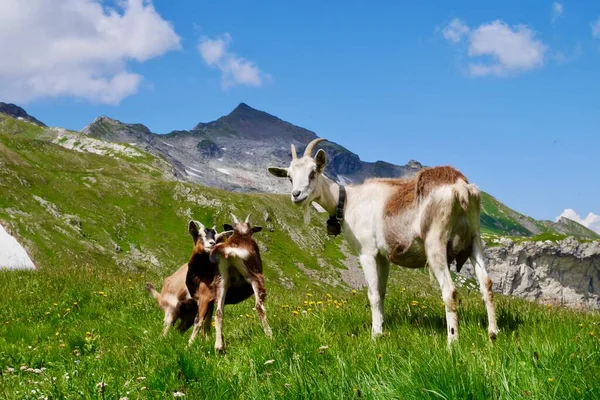Stado Kóz Austriackich Alpach Vorarlberg Austria Wysokiej Jakości Zdjęcie — Zdjęcie stockowe