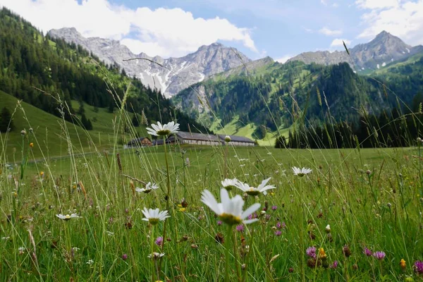 Vista Panorâmica Alpe Gamperdona Nenzinger Himmel Vorarlberg Áustria Foco Seletivo — Fotografia de Stock