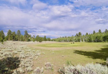 Ashley Ulusal Ormanı Alevli Vadi Ulusal Eğlence Bölgesi 'nde. Utah, ABD. Yüksek kalite fotoğraf
