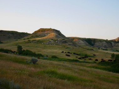 Theodore Roosevelt Ulusal Parkı 'nda gün batımında bizon sürüsü. Kuzey Dakota, ABD. Yüksek kalite fotoğraf