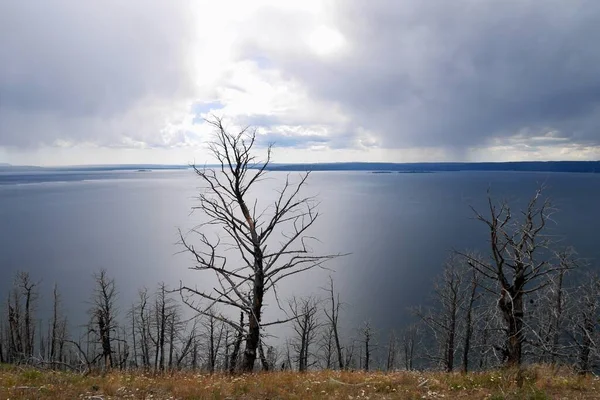 Dode Bomen Bij Yellowstone Lake Stormachtig Weer Achtergrond Yellowstone National — Stockfoto