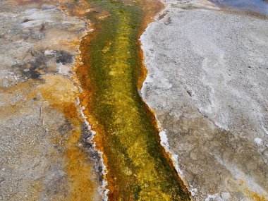 Yellowstone Ulusal Parkı, Wyoming, ABD 'deki renkli bakteri katmanlarını kapatın. Yüksek kalite fotoğraf