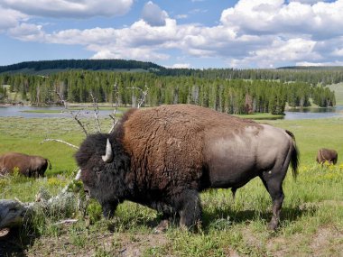 Hayden Vadisi 'ndeki erkek bizonu kapatın. Yellowstone Ulusal Parkı, Wyoming, ABD. Yüksek kalite fotoğraf