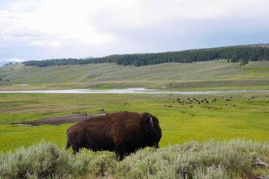 Wyoming, ABD 'deki Yellowstone Ulusal Parkı' ndaki Hayden Vadisi 'nde bufalo sürüsü. Yüksek kalite fotoğraf