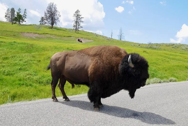 Buffalo Crossing Street Hayden Valley Yellowstone National Park Wyoming Usa — Photo