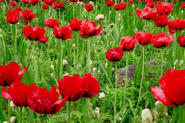 Łąka pełna kwitnących czerwonych kwiatów maku. — Zdjęcie stockowe