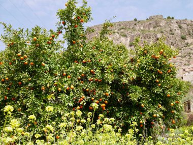 Mundo Nehri Vadisi 'ndeki portakal ağacı bahçesi Ayna' nın büyüleyici dağ köyüne yakın. Albacete, Kastilya La Mancha, İspanya. Seçici odaklanma. Yüksek kalite fotoğraf