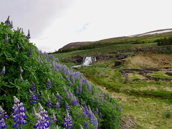 Fossarett Vízesés Kék Csillagfürtökkel Hvalfjordurban Izlandon Kiváló Minőségű Fénykép — Stock Fotó