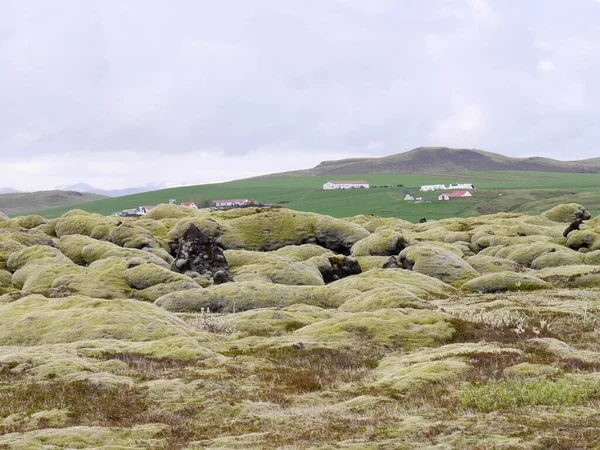 Panoramiczny Widok Pole Lawy Eldhraun Południowej Islandii Wysokiej Jakości Zdjęcie — Zdjęcie stockowe