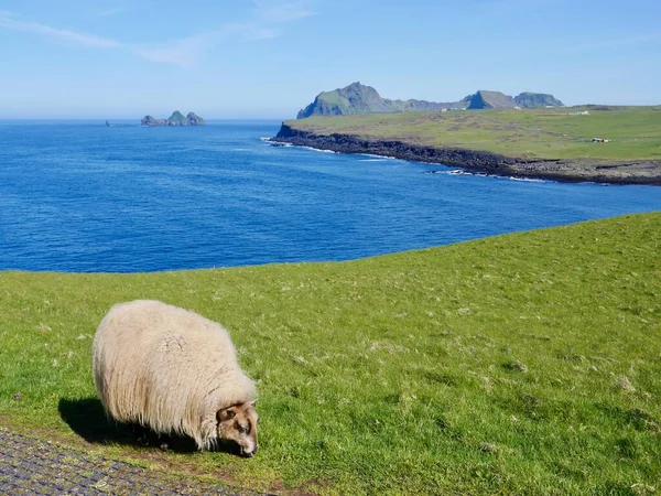 Sheep Grazing Westman Island Heimaey Iceland High Quality Photo — Stock Photo, Image