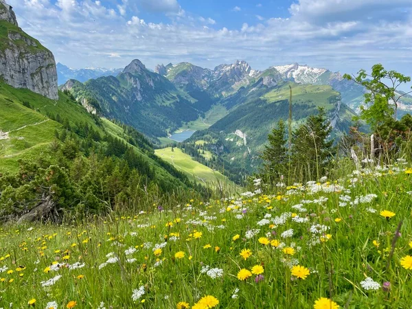 Pradera Flores Alpstein Appenzell Suiza Con Hoher Kasten Lago Saemtiser —  Fotos de Stock