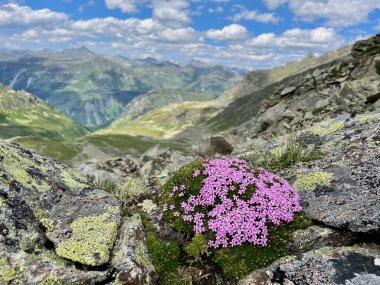 Silvretta, Vorarlberg, Avusturya 'da küçük pembe çiçekli fareler. Yüksek kalite fotoğraf