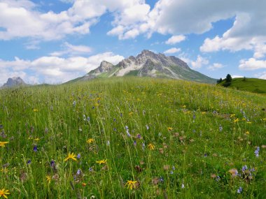 Avusturya Alplerinde çiçek çayırı. Lech am Arlberg, Vorarlberg, Avusturya. Yüksek kalite fotoğraf