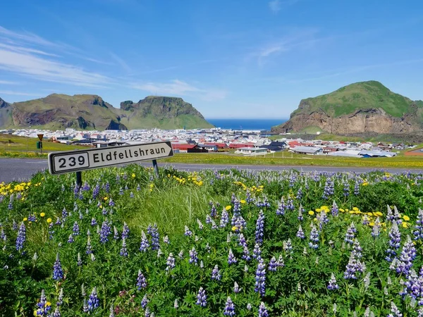 Westmann adası güzel mor yaz lupinleriyle kaplıydı, arkasında Heimaey vardı. Yüksek kalite fotoğraf
