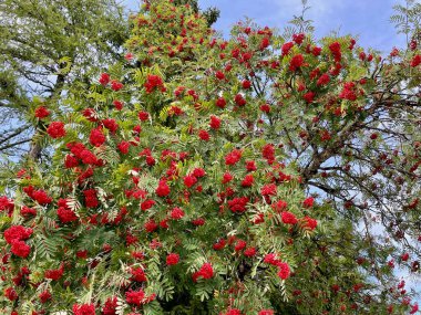 Rowanberry tree against blue sky. High quality photo