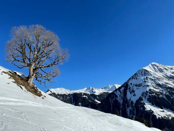 풍경은 오스트리아 알프스 산맥에 있습니다 Bregenzerwald Vorarlberg 고품질 — 스톡 사진