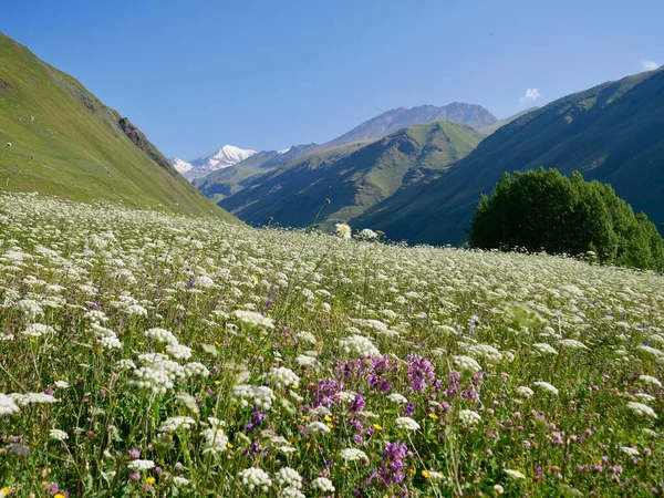 Prado Flores Selvagens Deslumbrante Vale Truso Região Kazbegi Montanhas Cáucaso — Fotografia de Stock