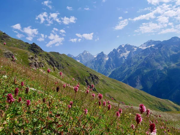 Prado Flores Great Caucasus Montanhas Perto Mestia Upper Svaneti Geórgia — Fotografia de Stock