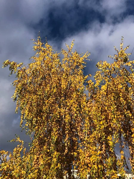 parkta sarı sonbahar ağacı