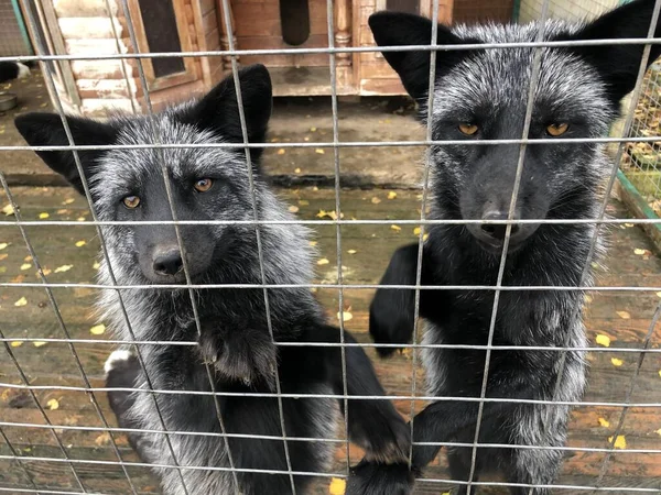 Hayvanat bahçesindeki kahverengi tilkiler