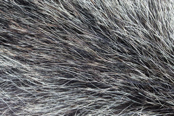 Schwarze Weiße Wolle Textur Hintergrund Tierfell Großaufnahme Als Hintergrund Natürliche — Stockfoto
