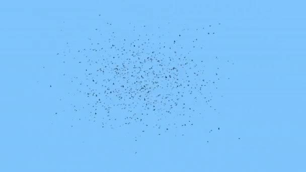 Gökyüzünde Uçan Kuş Sürüsü Büyük Bir Kuş Sürüsü Büyük Bir — Stok video