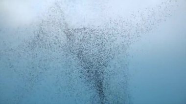 Gökyüzünde uçan büyük bir kuş sürüsü - Starling sürüsü oluşum halinde uçuyor - 4K içinde video indirin