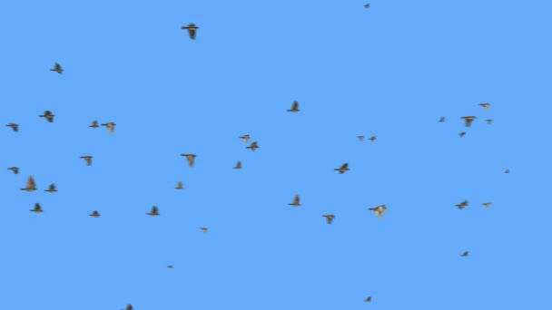 野生麻雀成群结队飞行 成群的鸟儿在天空中飞翔 蓝天与鸟儿在一起 — 图库视频影像