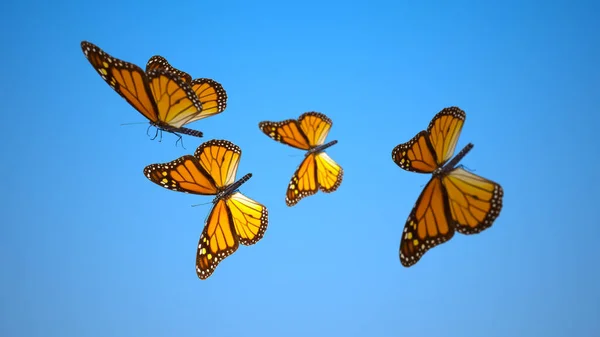 Beautyful Monarch Butterflies flying in the blue sky. 