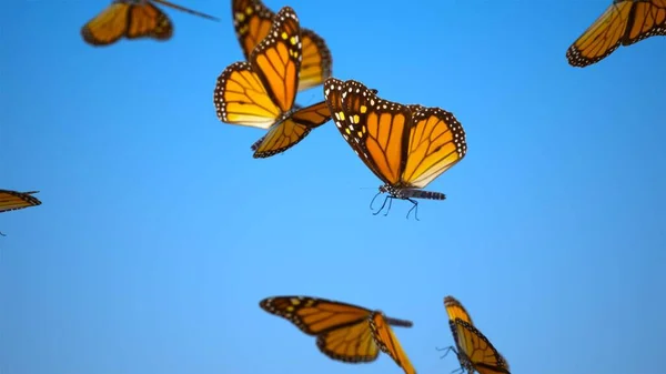 Butterfly Blue Sky — Stock Photo, Image
