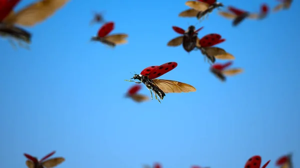 Mariquitas Volando Cielo Enjambre Insectos Mariquitas — Foto de Stock
