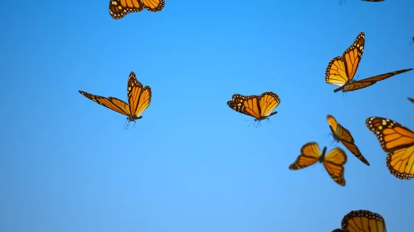 Swarm Monarch Butterflies Blue Background Butterfly Migration Summer Stockfoto