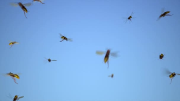 Wasps Buzzing Wasp Swarm Sky — Stok video