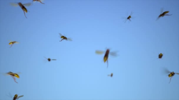 Les Guêpes Bourdonnent Guêpe Réchauffer Dans Ciel — Video