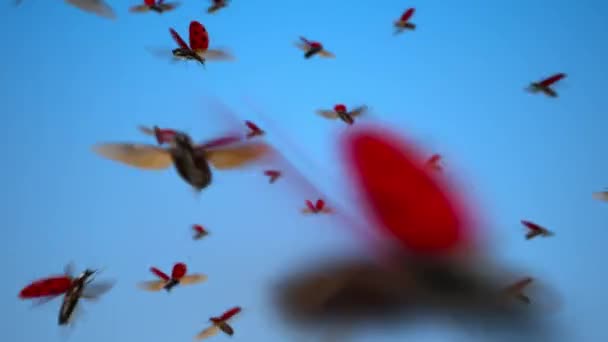 Flying Swarm Ladybugs Lady Beetles Cielo Mariquitas Insectos Vuelan Aire — Vídeos de Stock