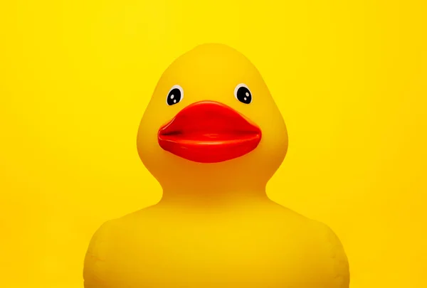 Sosyal medyada ördek suratlı. Kırmızı dudaklı, gülen ördek yüzlü. Ördeğin akıllı telefonuyla selfie çekmesi kavramı. 