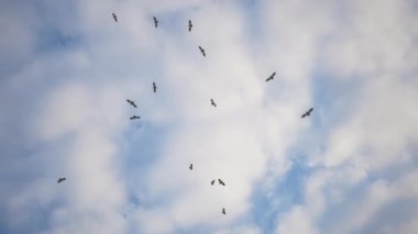 Kadavranın üzerinde uçan akbabalar, ölüm hayvanının üzerinde daireler çizerek uçan akbaba sürüleri. Kuşlar daireler çiziyor.