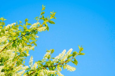 Mavi gökyüzü olan doğa arkaplanı. Çiçek kopyalama alanı arka planı