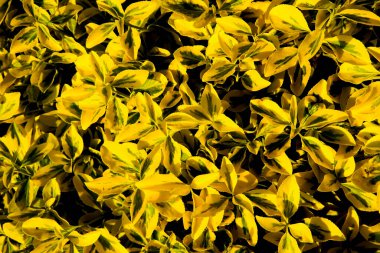 Sarı çiçek desenli arka plan. Çiçek tasarımı 