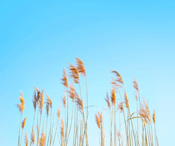 Mavi Gök ve kuru otlarla dolu doğa arkaplanı. Yaz teması için boşluk kopyala.