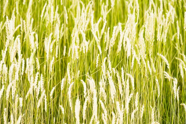 Tarım ve hasat için doğa zemin